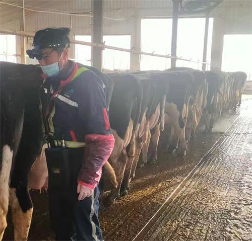 BXL-v60 veterinary ultrasound instrument detection in a cattle farm of a group in Inner Mongolia(图1)