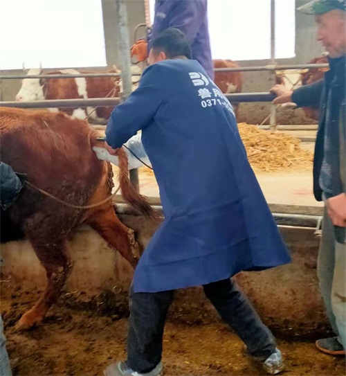 Gansu Beef Farm Adopts BXL-V50 Veterinary Ultrasound for Precision Livestock Management(图1)