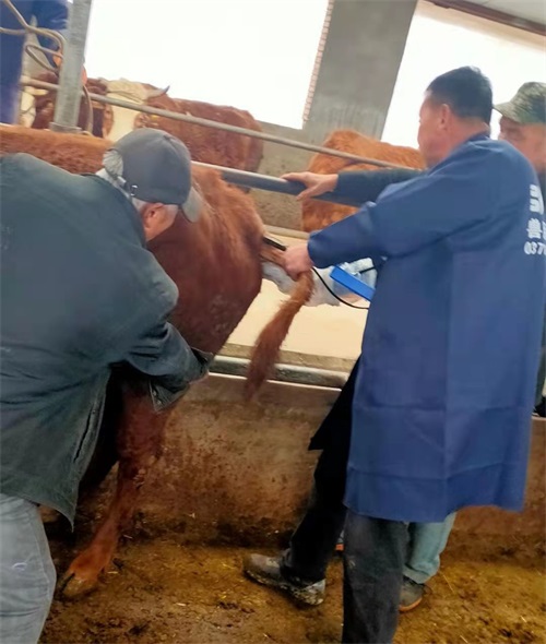 Gansu Beef Farm Adopts BXL-V50 Veterinary Ultrasound for Precision Livestock Management(图2)