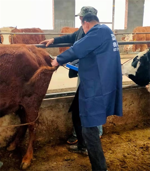 Gansu Beef Farm Adopts BXL-V50 Veterinary Ultrasound for Precision Livestock Management(图3)