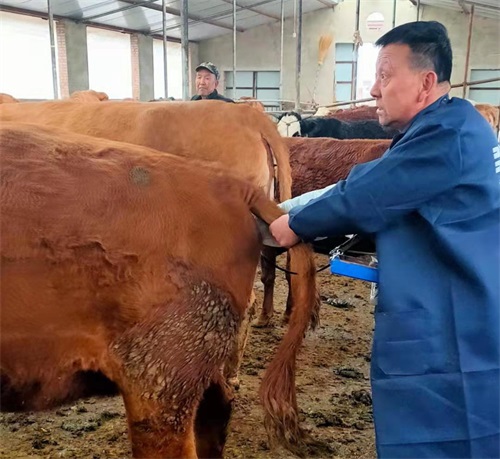 Gansu Beef Farm Adopts BXL-V50 Veterinary Ultrasound for Precision Livestock Management(图4)