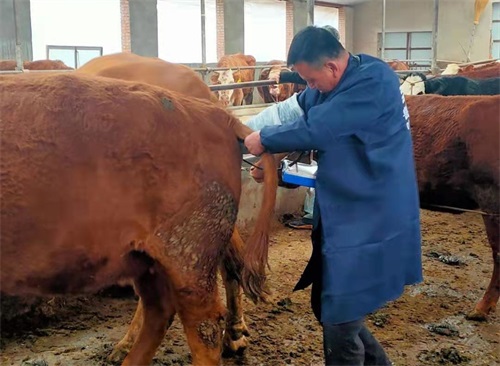 Gansu Beef Farm Adopts BXL-V50 Veterinary Ultrasound for Precision Livestock Management(图5)