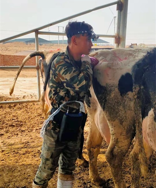 Ningxia cattle farm BXL-v60 veterinary ultrasound instrument detection(图2)