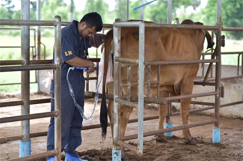 Thai Cattle Farm Boosts Operations with 4 Units of BXL-V50 Veterinary Ultrasound(图1)