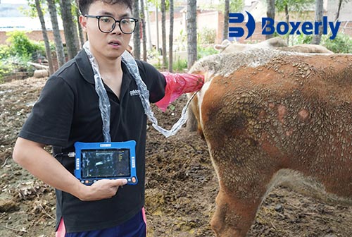 What is a point of care ultrasound for a vet(图1)