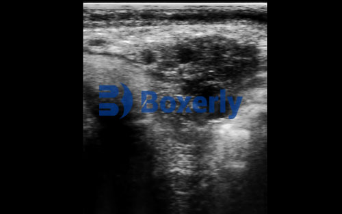 What is a point of care ultrasound for a vet(图3)