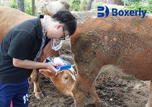 BXL Cheap Vet Ultrasound Machine | Low-Cost Choice for Animal Husbandry(图4)