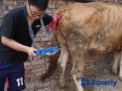 BXL Cheap Vet Ultrasound Machine | Low-Cost Choice for Animal Husbandry(图3)