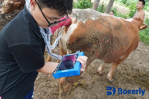 BXL Cheap Vet Ultrasound Machine | Low-Cost Choice for Animal Husbandry(图2)