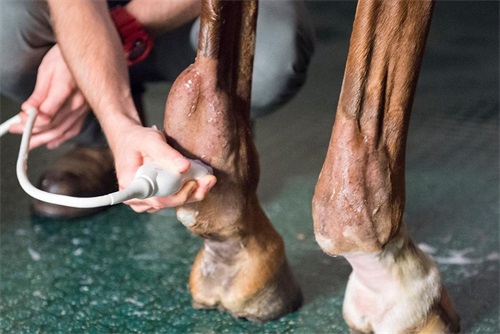 What Are the Advantages and Disadvantages of Ultrasound in Veterinary Patients(图1)