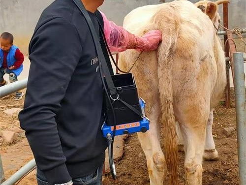 Veterinary Ultrasound A Vital Tool for Modern Animal Diagnostics(图1)