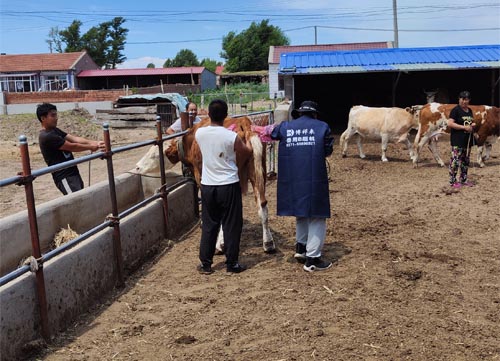 Veterinary Ultrasound A Vital Tool for Modern Animal Diagnostics(图2)