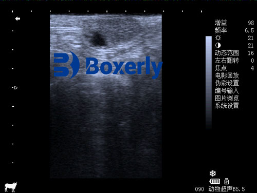 How Veterinary Ultrasound Improves Pet Healthand Treatment Plans(图2)