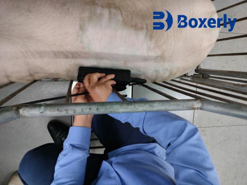 How Veterinary Ultrasound Improves Pet Healthand Treatment Plans(图3)