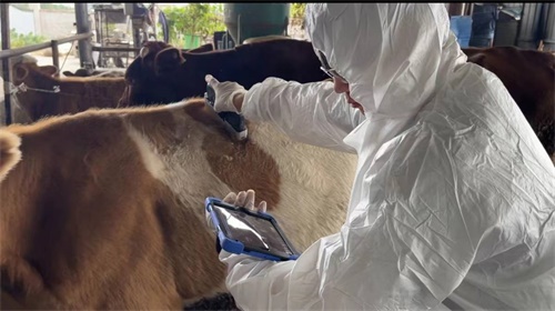 Understanding Veterinary Ultrasound What Every Pet Owner Should Know(图2)
