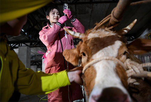 The Role of Ultrasound in Emergency Veterinary Care(图2)