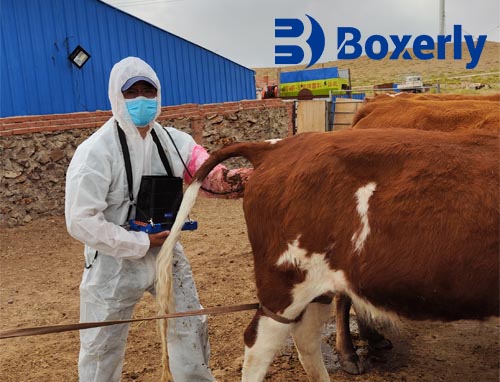 Choosing the Right Veterinary Ultrasound Equipment for Your Clinic(图4)