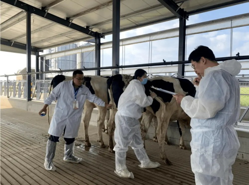 Veterinary Ultrasound A Non Invasive Solution for Animal Health Issues(图2)