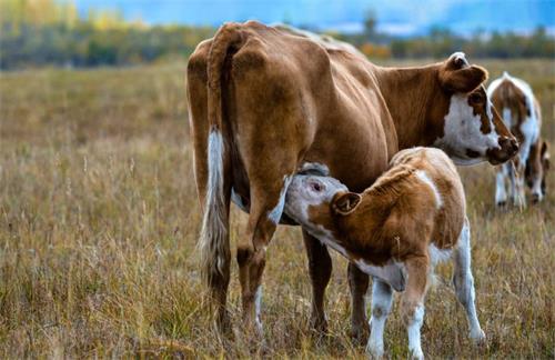Training And Skills Required for Performing Veterinary Ultrasounds(图2)