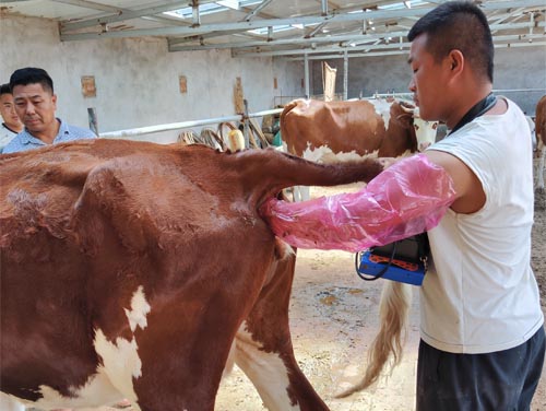 Training And Skills Required for Performing Veterinary Ultrasounds(图3)