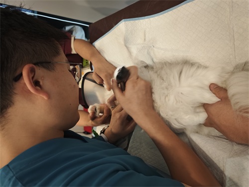 The Future of Veterinary Ultrasound Emerging Trends and Innovations(图3)