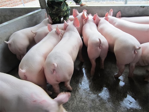 Enhancing Sow Lactation and Weaned Piglet Rearing with Veterinary Ultrasound(图3)