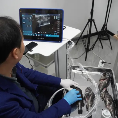 Fish Ultrasound Inspection and Suitable Model Solutions(图1)