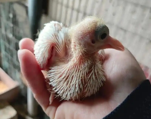 Ultrasound Veterinary Solution for Young Pigeon Gender Identification(图1)