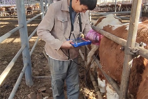 How Long Does a Veterinary Ultrasound Take for Farm Animals?(图2)