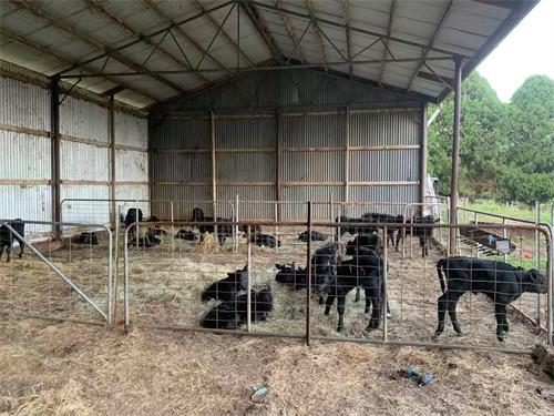 Improving Beef Reproduction with Better Ultrasound Protocols(图1)