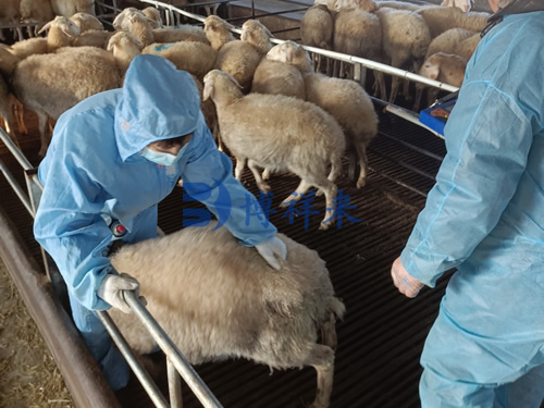 POC is a practical and essential concept in veterinary medicine(图2)
