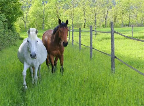 How Often Should Veterinarians Ultrasound Pregnant Broodmares?(图1)