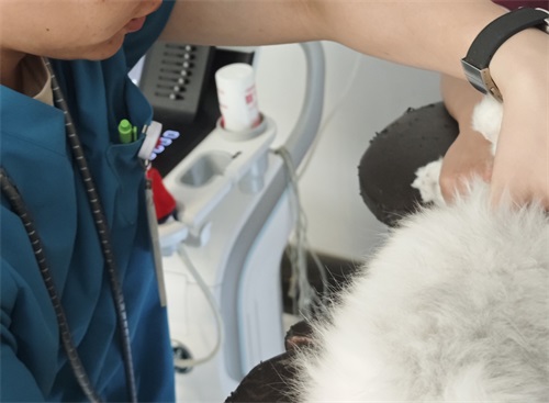 Does a Veterinary Ultrasound Use Radiation?(图2)