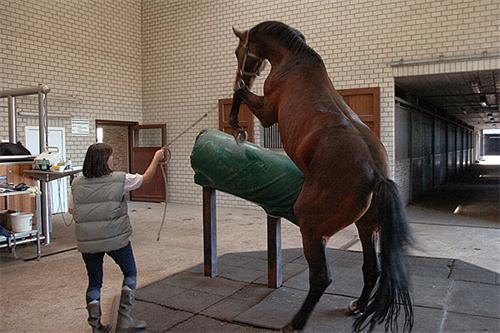 Timing Ovulation for Successful Mare Insemination(图2)