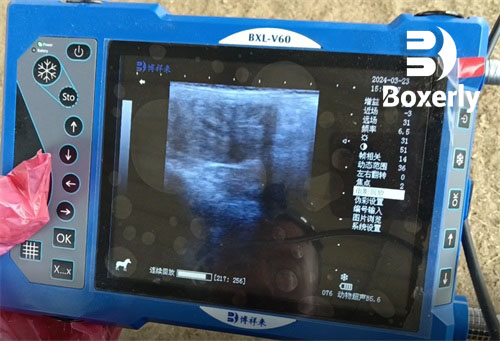 Timing Ovulation for Successful Mare Insemination(图4)