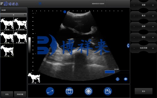 How Veterinary Ultrasound Detects Singleton or Twin Pregnancies in Sheep(图2)