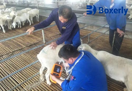 How Veterinary Ultrasound Detects Singleton or Twin Pregnancies in Sheep(图3)