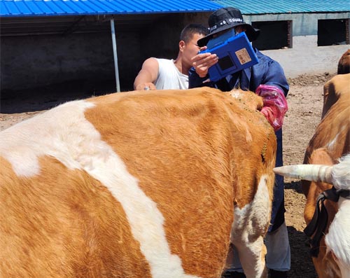 How Do Vets Use Ultrasound to Detect Bovine Gallstones?(图1)