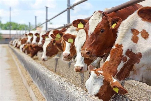 Understanding the Differences Between Ultrasound and Rectal Palpation in Diagnosing the Corpus Luteum in Dairy Cows(图1)