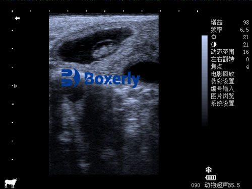Veterinary Ultrasound Monitoring Climate Impact on Dairy Cow Ovaries(图2)