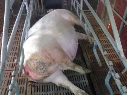 Veterinary Ultrasound Role in Preventing Sow Agalactia and Managing Suckling Piglets(图1)