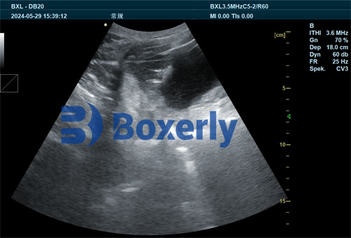 Veterinary Ultrasound Role in Preventing Sow Agalactia and Managing Suckling Piglets(图2)