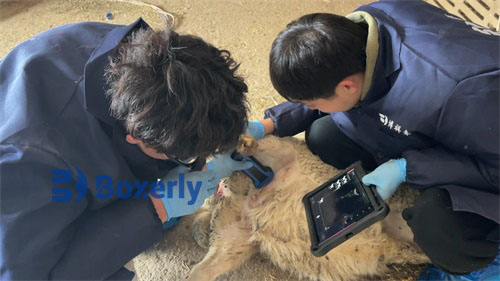 Using Veterinary Ultrasound to Detect Fetal Growth Retardation and Imaging Artifacts in Ewes  Introduction(图2)