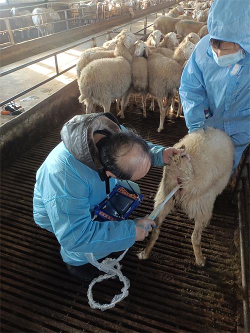 Three Ultrasonographic Cross-Sections During Transrectal Scanning in Ewes(图2)