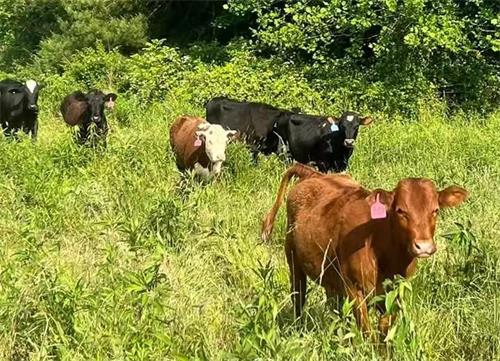 Ultrasound Imaging Enhancing Fetal Development Monitoring and Sex Determination in Dairy Cattle(图1)
