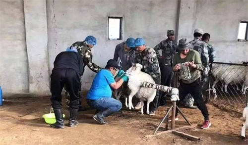 Ultrasound Application in Goat Artificial Insemination(图2)