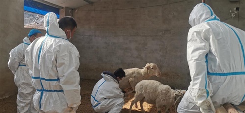 Discover Advanced Sheep Ultrasound Machine for Sale: Improve Breeding Accuracy Today(图1)
