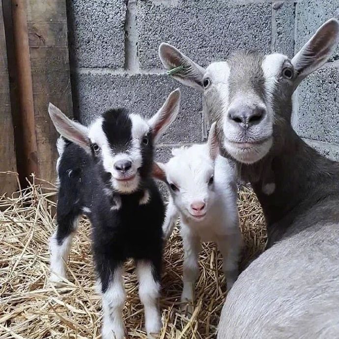 Ultrasound Application in Goat Artificial Insemination(图4)