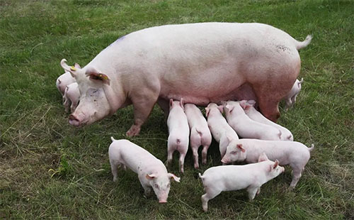Ultrasound Reveals How Nutrition Affects Early Pregnancy in First-Parity Sows(图1)