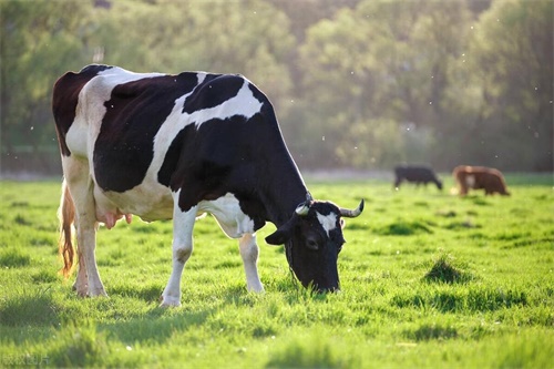 Understanding Ultrasound in Beef Cattle: Preparation, Technique, and Global Perspective(图1)